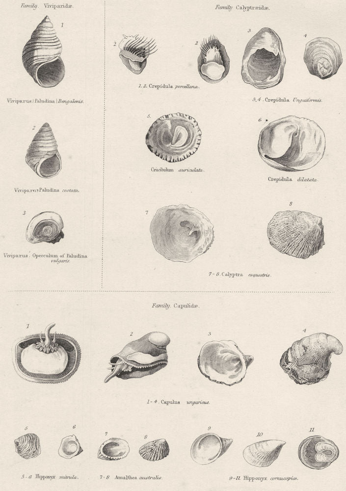 MOLLUSCS.Viviparidae.Bengalenis;paludina costata;vulgaris;Calyptraeidae 1860